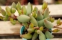 Адромисхус (Adromischus mamillaris アドロミスクス　マミラリス)